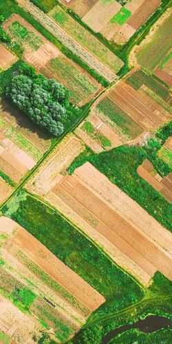 Immo Illusion - Immo Illusion